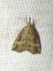 Hypena rostralis